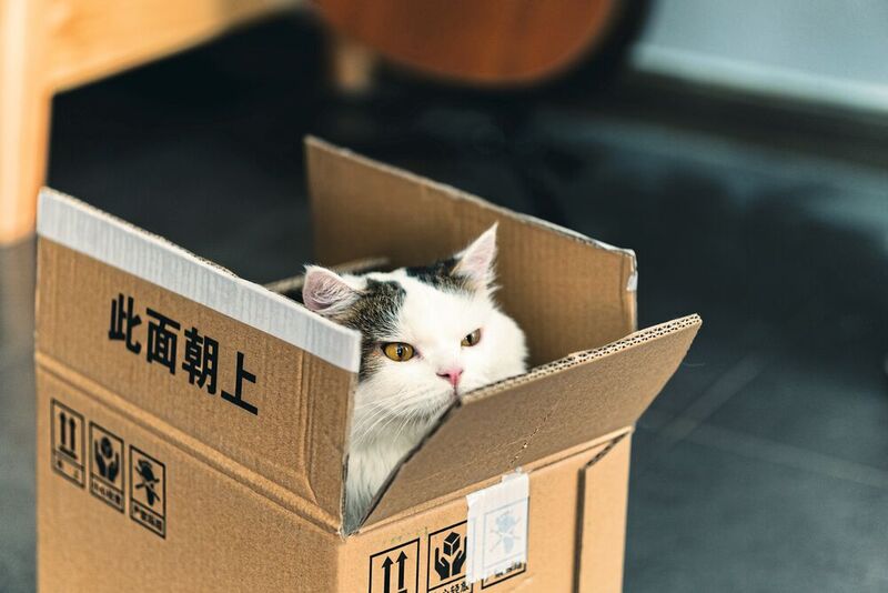 Die Katze in der Kiste ist Sinnbild für ein berühmtes Gedankenexperiment des Physikers Erwin Schrödinger.