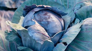 Kohl gilt aufgrund seines Gehaltes an verschiedenen bioaktiven Verbindungen als sehr gesund. Doch der Zeitpunkt der Ente könnte hierfür mit entschiedend sein. (Bild: Anna - stock.adobe.com)