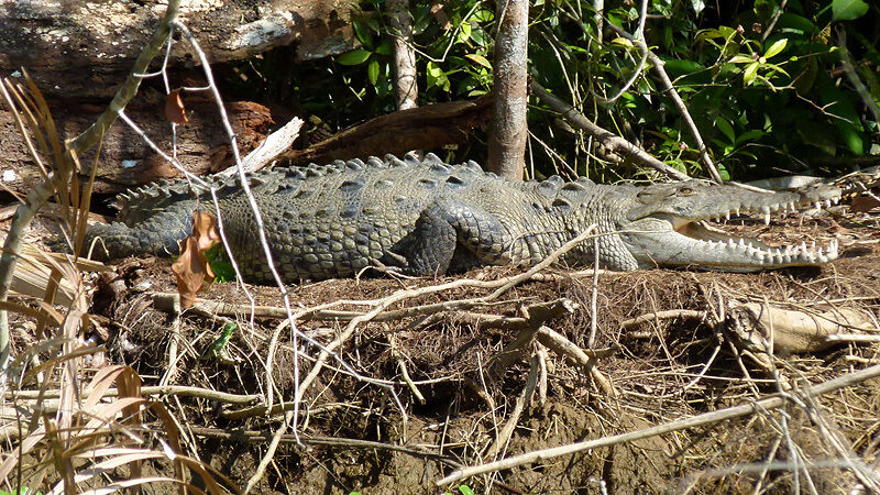 Tortuguero Nationalpark: Krokodile und Aligatoren lauern in den flachen Gewässern. (Epsilon Telecom)