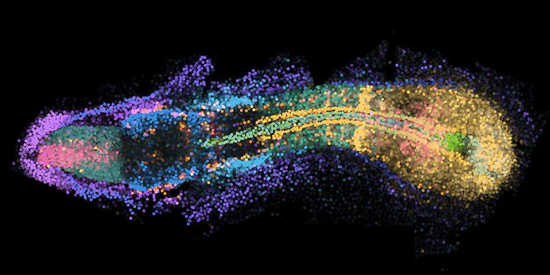 Gene im 3D-Raum: Zwanzig Gene, die auf ihre genauen dreidimensionalen Positionen innerhalb eines sich entwickelnden Embryos kartiert wurden, wobei jede Farbe das Expressionsmuster eines einzelnen Gens darstellt.(Bild:  Yinan Wan, Biozentrum, Universität Basel)