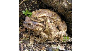 Ein Erdkrötenmännchen (oben) umklammert das größere Weibchen. (Bild: Attila Hettyey)