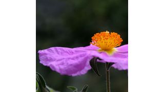 Forscher konnten für Extrakte aus der Zistrose eine antivirale Aktivität gegen HIV und Ebolaviren in Zellkulturen nachweisen. (Simone Voigt, silencefoto – Fotolia)