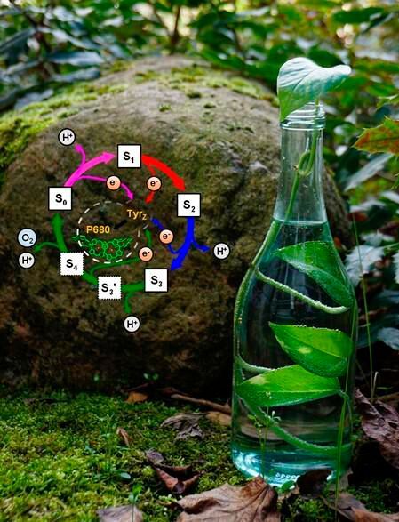 Reaktionszyklus der photosynthetischen Sauerstoffbildung Reaktionszyklus der photosynthetischen Sauerstoffbildung