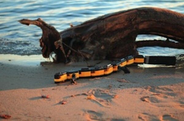 Der Robo-Salamander kriecht und schwimmt und kann seine äußere Form sehr schnell verändern (Bild: Kostas Karakasiliotis, Biorobotics Laboratory, EPFL)