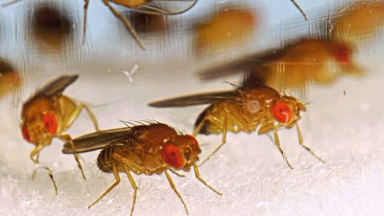 Drosophila wurden auf ihre Resistenzbildung gegen Insektizide untersucht. Drosophila wurden auf ihre Resistenzbildung gegen Insektizide untersucht.