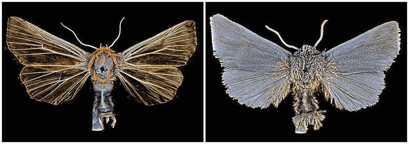 ... Das Potential der neuen Anwendung erstreckt sich dabei über biologische Proben hinaus auch auf angewandte Bereiche wie Materialwissenschaften oder die Qualitätskontrolle in produzierenden Unternehmen.  (Universitäten Köln und Bonn, ZFMK Bonn)