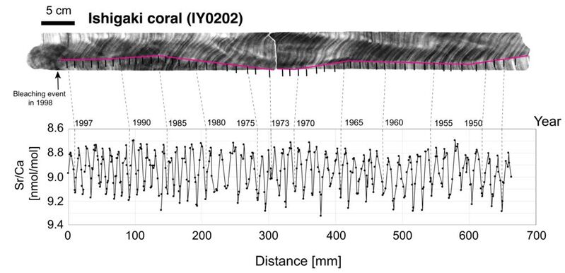 A cross-sectional scan of coral reveals growth rings. These correspond to different years, so researchers can look for markers to see when certain atmospheric changes took place.