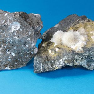 Zeolith-Minerale (hell) in porösem Basaltgestein – hier vom Vogelsberg – können ganz unterschiedliche Kristallformen ausbilden.