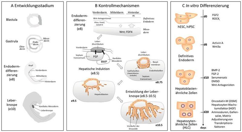 Abb. 2: Differenzierung von Leberzellen (Hepatozyten) (IfADo; aus [3])