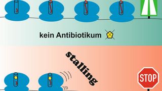 Prozess des „Stalling“: Proteine bleiben im Tunnel der Ribosomen stecken.  (© Norbert Polacek, DCB, Universität Bern)