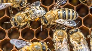 Als Modellorganismus für Bestäuberinsekten diente die Honigbiene (Apis mellifera).  (Bild: André Künzelmann / UFZ)
