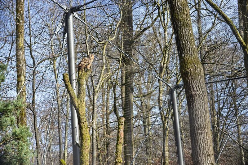 Geschwärzte Edelstahlseile machen die Netzfläche für Mensch und Tier optisch nahezu unsichtbar. (Bild: Tierpark Bern)