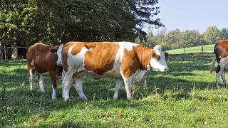 Auf Weiden haben Wissenschaftler zahlreiche verschiedene Schimmelpilzgifte identifiziert. Inwieweit diese sich auf Tier und mensch auswirken, sollte den Forschern zufolge zukünftig genau beobachtet werden. (Bild: F. Theimer/Vetmeduni Vienna)