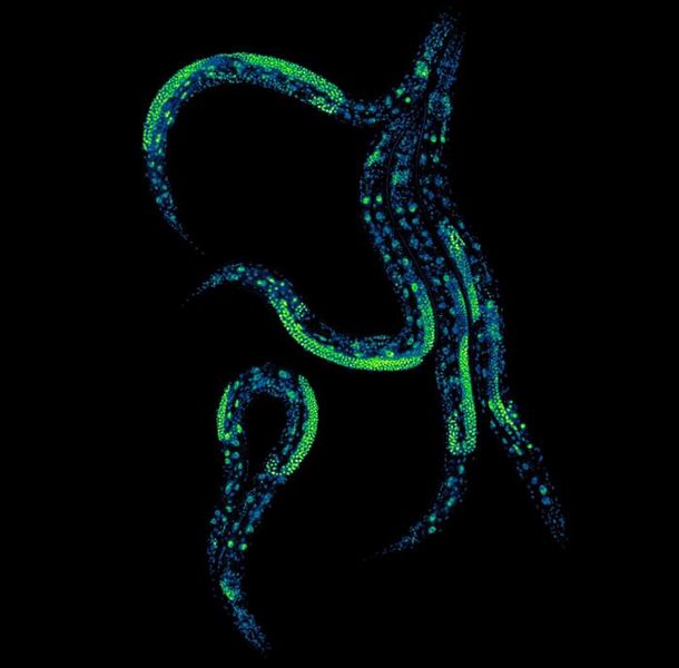 Proteinforschung neu gedacht Das Bild zeigt fünf Caenorhabditis elegans, aufgenommen in den Forschungslabors des Centre for Genomic Regulation.   Wissenschaftler aus diesem Institut haben eine neue Methode entwickelt, um Proteinwerte erstmals in einem lebenden Organismus präzise zu steuern. C. elegans ist dabei ein bewährter Modellorganismus in der biomedizinischen Forschung, der für seine einfache Struktur und vollständige Genomkarte bekannt ist.  Die Technik ermöglicht die gezielte Anpassung der Proteinlevel in verschiedenen Geweben über die gesamte Lebensdauer des Wurms. Die Forscher nutzen dazu ein System, das Proteine mithilfe des Pflanzenhormons Auxin reguliert.  Diese Methode eröffnet neue Möglichkeiten, um die Wechselwirkungen zwischen Organen zu erforschen und die Grundlagen von Alterung und Krankheiten besser zu verstehen, was potenziell wichtige Erkenntnisse für die Entwicklung neuer Therapien liefern könnte.  Bildquelle: Jeremy Vicencio:  Centro de Regulación Genómica, (CC BY 4.0)  Hier gehts zur OriginalmeldungWissenschaftsbild des Tages vom 16.12.2025   (Bild: Jeremy Vicencio/Centro de Regulación Genómica)