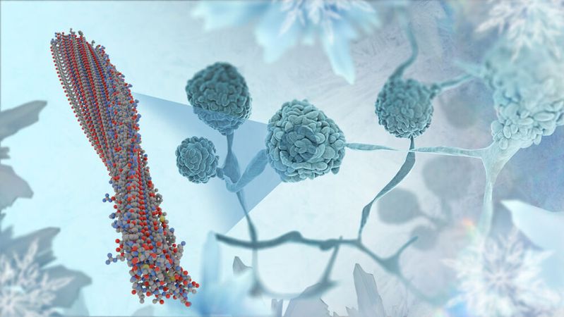 Pilze haben evolutionär Gene von Bakterien adaptiert und können damit Wasser einfacher zum Gefrieren bringen.(Bild:  © Katharina Maisenbacher / MPI-P)