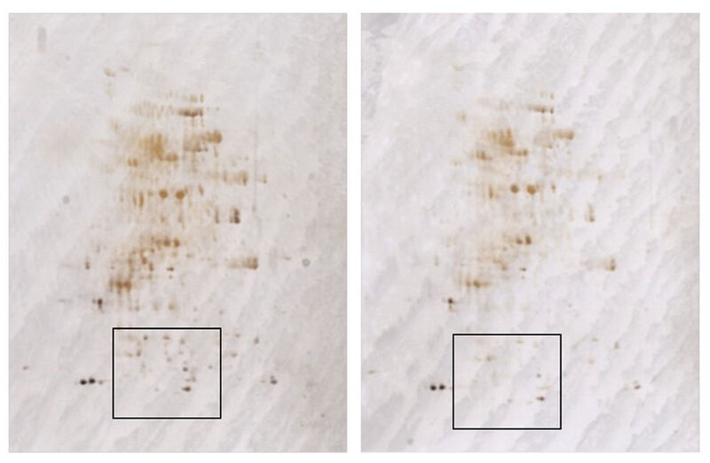 Figure 4: Silver staining of the gels: left, Sartorius Arium pro VF water; right, “flask water.” The marked area shows the regions whose densitograms were compared (see Fig. 5).  (Serva Electrophoresis)