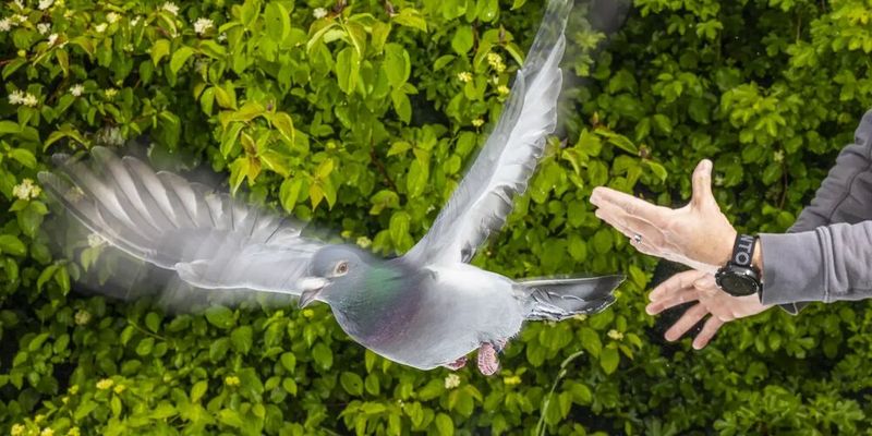 Eine Brieftaube wird von einem Wissenschaftler am Max-Planck-Institut für Verhaltensforschung freigelassen.(Bild:  © Christian Ziegler/Max-Planck-Institut für Verhaltensbiologie)