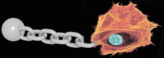 Fluoreszenzaufnahmen zeigten, dass sich Zellen nicht sichtbar morphologisch veränderten. Die Verlangsamung der Dynamiken beruht einzig auf der Anwesenheit von schwerem Wasser.(Bild:  Universität Leipzig)