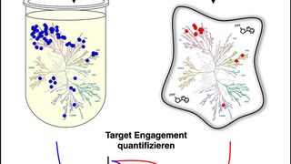 Funktionsweise der Kinase Assays (Promega)