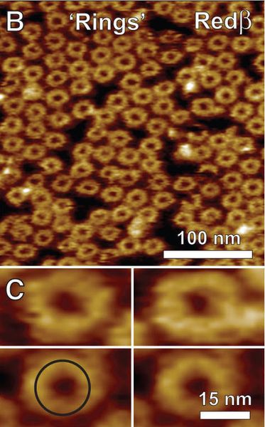 Das DNA-Engineering wird durch das Protein Redß vermittelt.  (Bild: BIOTEC)