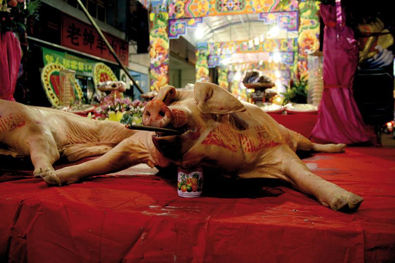 Geräuchert: Dieses Schwein pfeift nicht mehr. Eine Szene vom Straßenfest in Tainan. Bild: Fouhy (Archiv: Vogel Business Media)