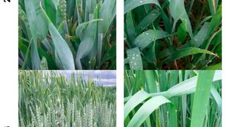 Zwei Wochen Vorsprung für „Tommi“: Die neue Winterweizensorte aus dem Jahr 2002 blüht 14 Tage eher als die alte Sorte „Heines VII“ aus dem Jahr 1950. (Universität Göttingen)