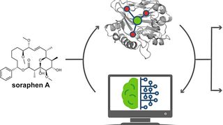 Mit einem Algorithmus finden Forscher der ZHAW Enzyme, die potenziell für die Industrie vorteilhafte Eigenschaften aufweisen. So optimierten sie beispielsweise das Fungizid Soraphen A mit einem vom Algorithmus vorgschlagenen Enzym. (Bild: ZHAW/Johannes Büchler)
