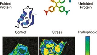 In gestressten Zellen sammeln sich häufig inaktive Proteine, die fehlgefaltet und entfaltet sind. Eine Sonde bindet an die fehlgefalteten Proteine und zeigt sie mittels Fluoreszenzsignal an. (Wiley-VCH)