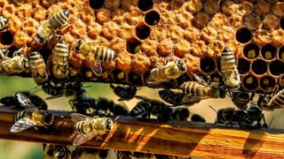 Eine Grazer Forschergruppe hat erstmals die Schwarmintelligenz junger Bienen untersucht und sie erfolgreich auf Roboter übertragen. (gemeinfrei)