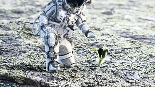 Pflanzen mit einer ausgeprägten Strigolacton-Ausschüttung können in nährstoffarmen Böden trotz Mikrogravität gut gedeihen (Symbolbild). (©Sergey Nivens - stock.adobe.com)