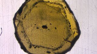 Das Mineral Olivin enthält nur wenige Mikrometer große Schmelzeinschlüsse (schwarze Punkte). Die Geochemiker isolierten diese und untersuchten die isotopische Zusammensetzung mithilfe der Massenspektrometrie.   (WWU - Felix Genske)