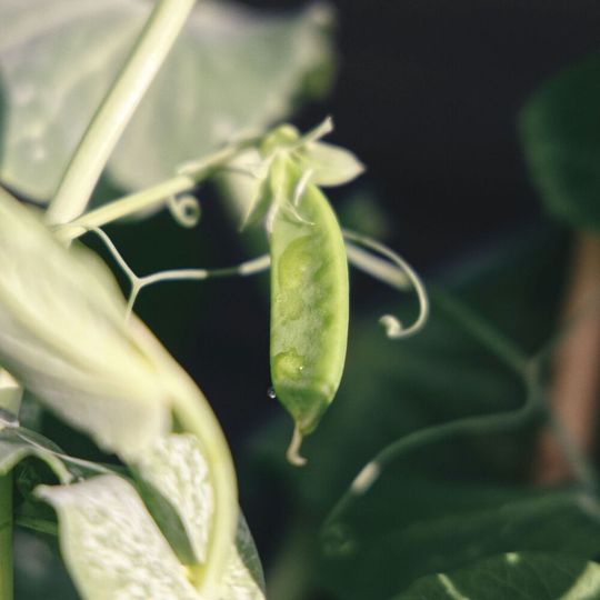 Die bis in die Wolken wachsende Bohnenranke aus dem Märchen soll als Inspiration für den Namen „Elastic Beanstalk“ gedient haben. Die bis in die Wolken wachsende Bohnenranke aus dem Märchen soll als Inspiration für den Namen „Elastic Beanstalk“ gedient haben.