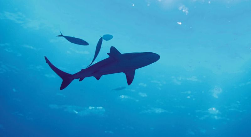Tierische Begegnungen in Mexiko: der Bullenhai.(Bild:  Markus Horn)