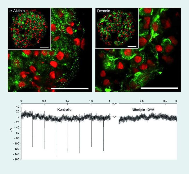 5 Zytochemische Färbung von Gefrierschnitten der Rattenherzmuskel-Sphäroide. Zu erkennen ist die typische Bänderung des mit Faserstrukturen assoziierten Proteins a-Aktinin (links, oben) sowie die zytoplasmatische Verteilung des Proteins Desmin (rechts, oben). Rot dargestellt sind jeweils die Zellkerne; Balken = 50 µm. Ableitung extrazellulärer Potenziale an Sphäroiden aus Herzmuskelzellen neonataler Ratten. Nach 15 Minuten stabilen Kontrahierens eines gesamten etwa 220 µm großen Sphäroids wurden Kontraktionen durch den Ca2+-Kanal-Blocker Nifedipin komplett unterbunden. (Archiv: Vogel Business Media)