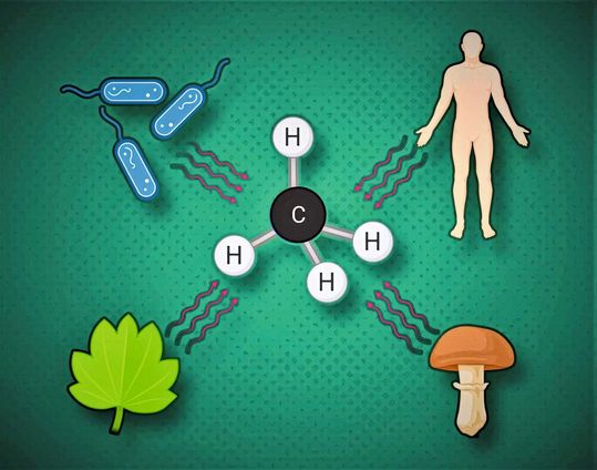 Alle Lebewesen bilden Methan in einem chemischen Prozess unter Beteiligung freier Radikale.   (Bild:  © MPI f. terrestrische Mikrobiologie/ Ernst)