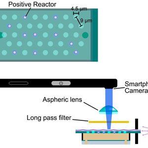 The virus-containing cavities are 4.5 micrometers across and 9 micrometers apart. 