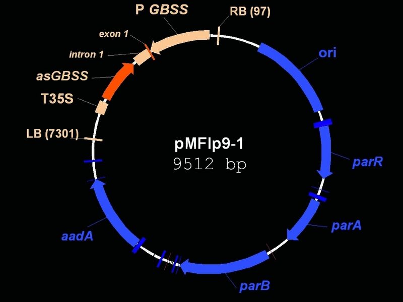 Abb. 2 Maßstabsgerechte Darstellung des Genkonstruktes pMFlp9-1 zur Herstellung der Amylopektin-Kartoffel der LfL. Blaue Bereiche sind Systemkomponenten, die nicht in die Pflanze übertragen wurden. Die eingebaute T-DNA ist orange dargestellt. Sie enthält ein GBSS-Fragment in Anti-sense-Orientierung (dunkel) und regulatorische Elemente (hell) zur Ausprägung des bedarfsgerechten Merkmals in Kartoffelknollen. (Archiv: Vogel Business Media)