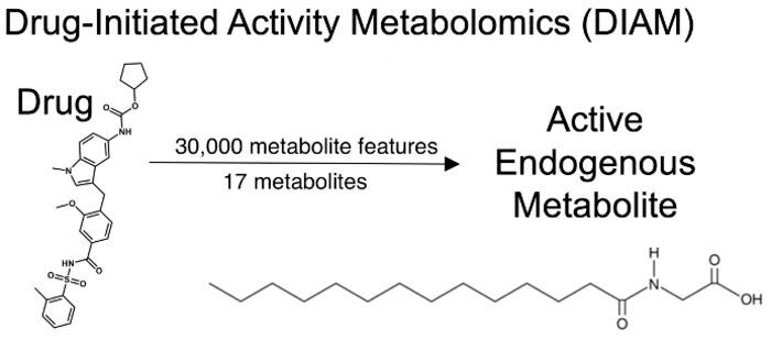 DIAM uses technologies such as liquid chromatography and mass spectrometry to pool through thousands of molecules and identify specific metabolites. In this case, the researchers first reduced 30,000 metabolic features to just 17 metabolites, and then found myristoylglycine—an active endogenous metabolite that was able to convert white fat cells to brown fat cells, similar to the drug zafirlukast.