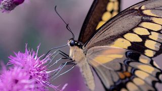 Reza Razavi bemüht unter anderem den Vergleich mit Schmetterlingen, vom Larvenstatioum über die Verpuppung und das Entfalten der Schmitterlingsflügel (gemeinfrei: Aaron Burden auf Unsplash)