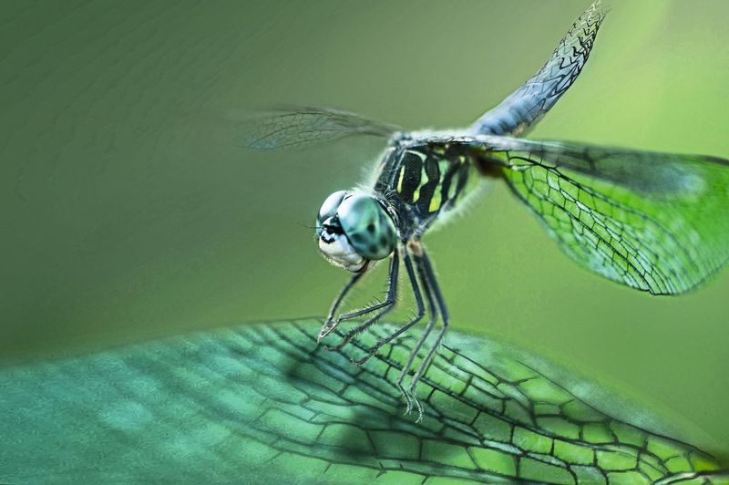 Die leichten Flügel der Libelle werden durch eine komplexe Flügeladerung stabilisiert –  ​ ein bionisches Vorbild für den Leichtbau. (VCG)