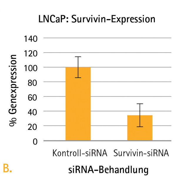 Abb. 4B: Bestätigung der relativen Survivin-Expressionspiegel mit oder ohne Survivin-Knockdown in LNCaP-Zellen mittels qRT-PCR. ... (Bild: Merck Millipore)