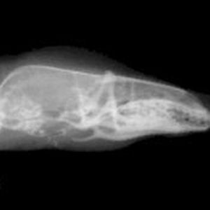 (© MPI f. Ornithologie/ J. Lazaro)