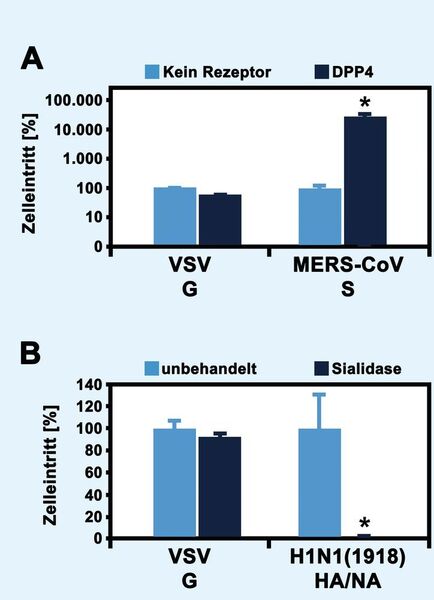 Abb.2: Rezeptor-abhängiger Zelleintritt von Virus-Pseudotypen: (A) VSV-Pseudotypen mit VSV G- oder MERS-CoV S-Hüllproteinen wurden zur Beimpfung von HEK-293T Zellen benutzt, welche zuvor entweder mit leerem Vektor (kein Rezeptor) oder einem Expressionsplasmid für die humane Dipeptidyl-Peptidase 4 (DPP4) transfiziert wurden. (B) VSV-Pseudotypen mit VSV G oder H1N1(1918) HA/NA Hüllproteinen wurden zur Beimpfung von MDCKII Zellen benutzt, welche zuvor entweder nicht behandelt oder mit Sialidase vorbehandelt wurden. Die Effizienz des Zelleintritts wurde durch Quantifizierung der Aktivität der viral kodierten Luziferase ermittelt und normalisiert. Zudem wurde die statistische Signifikanz der Daten mittels t-Test bestätigt (*: p < 0,05). (Sartorius AG)