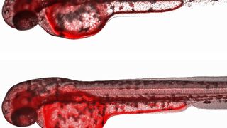 Bilder von Embryonen des Zebrabärblins (Danio rerio), die die Funktion des Transportproteins Abcb4 als effektive Abwehr gegen die Aufnahme chemischer Verbindungen aus dem Wasser ins embryonale Gewebe illustrieren. Befindet sich im umgebenden Wasser der rote Fluoreszenzfarbstoff Rhodamin B, reichert sich bei normaler Funktion des Transportproteins nur eine geringe Menge des Farbstoffs in den Embryonen an (Embryo oben). Wird die Funktion des Transportproteins hingegen gehemmt, dringt vermehrt Farbstoff ins Gewebe ein, wie an den kräftiger rot angefärbten Geweben im unteren Embryo zu erkennen ist. (Bild: Stephan Fischer/Eawag)