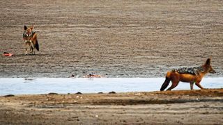Schakale beim Verzehr von Wasservögeln in Namibia (Czirják/IZW)