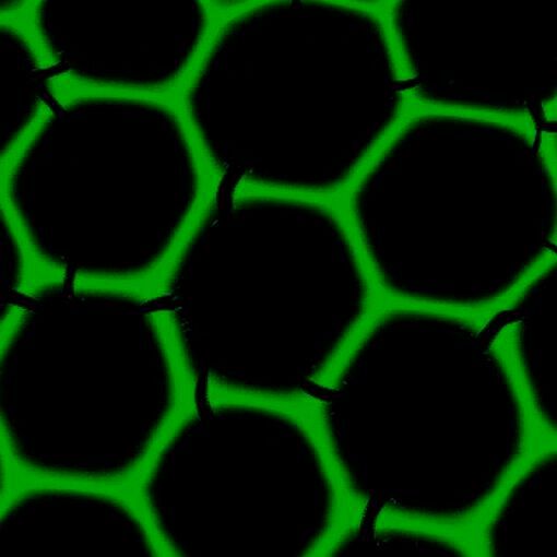 New biomaterials for industrial biocatalysis: enzyme foams form three-dimensional porous networks with a stable hexagonal honeycomb structure. New biomaterials for industrial biocatalysis: enzyme foams form three-dimensional porous networks with a stable hexagonal honeycomb structure.