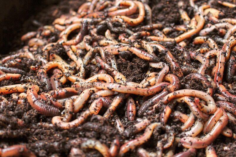 Die Würmer von Familie Langhoff sind beispielsweise bei Anglern, Jägern und Gärtnern sehr beliebt. Als natürlicher Düngerproduzent kommen sie auch in großen Gewächshäusern zum Einsatz. (Igus)