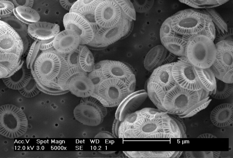 Elektronenmikroskopische Aufnahmen zeigen die außergewöhnliche dreidimensionale Struktur der von der Mikroalge Emiliania huxleyi gebildeten Kalkpartikel. (Bild: Frank Friedrich, KIT)
