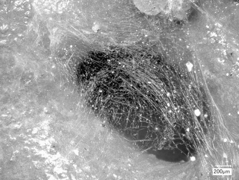 Lichtmikroskopische Aufnahme einer aktiven Filtrationsschicht aus Magnesiumborat-Fasern (Electrospinning). (TU Bergakademie Freiberg, SFB 920)