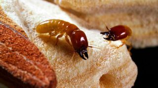 Die Bundesanstalt für Materialforschung und -prüfung unterhält die weltweit größte Termitenzucht mit 25 der schädlichsten Arten aus der ganzen Welt. (BAM)